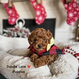Benson Boone - Red  male Goldendoodle puppy in Utah from Doodle Love ❤️ Goldendoodle puppies