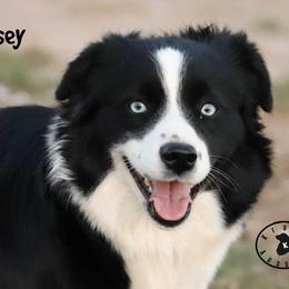 Kasey - Miniature Australian Shepherd