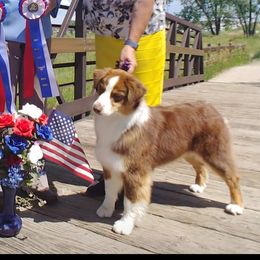 Piper - Australian Shepherd