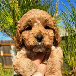 Jimmy Chew - Golden male Cockapoo puppy in Indiahoma, Oklahoma from Phamily Doodles