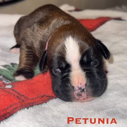 Petunia - Fawn female Boxer puppy in Cicero, New York from MK Boxer Haven of CNY