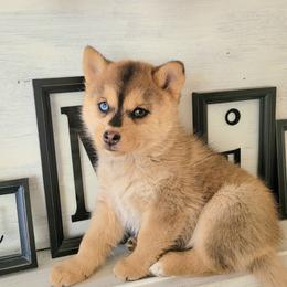 Turnip - Red and white female Pomsky puppy in Sand Coulee, Montana from Big Sky Pomskies