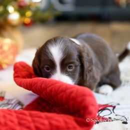 Dachshund Puppies from The Well Tempered Dachshund