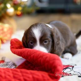 Dachshund Puppies from The Well Tempered Dachshund