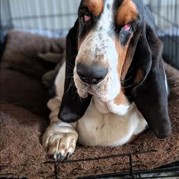Basset Hound puppies from The Clumsy Kentucky Bassets
