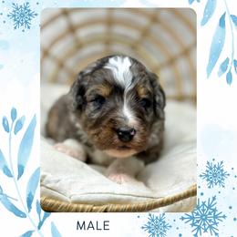 Maverick - Blue merle male Bernedoodle puppy in Sterling, Colorado from North 40 Doodles