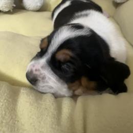 Ruby - Black white and brown female Basset Hound puppy in Bremerton, Washington from Over the Rainbow Basset Hounds