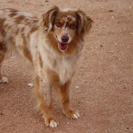 Australian Cattle Dogs, Australian Shepherds, Miniature Australian Shepherds, and Pembroke Welsh Corgis from Soqui Ortiz Cattle Ranch