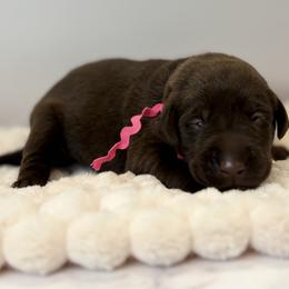 Pink collar chocolate female - Chocolate female Labrador Retriever puppy in Gainesville, Georgia from Rucker Retrievers