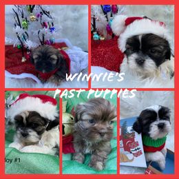 Shih Tzu Puppies from LaDawn’s Little Lions