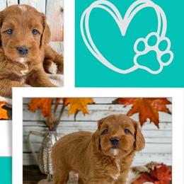 Baby Ruth - Red Australian Labradoodle puppy in Roseville, California from Darby Park Doodles