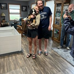 Bernese Mountain Dog Puppies from Lonesome Pine Farm