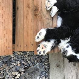 Aussiedoodle and Poodle Puppies from Arena Valley Acres LLC