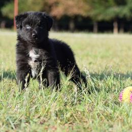 Tack - Black male Australian Shepherd puppy in Stillwater, Oklahoma from Kennel de Fowler