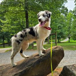 Jack - Blue merle male Australian Shepherd puppy in Dalton, Georgia from Furtabulous Paws Australian Shepherds & Border Collies