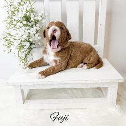 Fuji - Red  male Goldendoodle puppy in from Pink Poodles and Doodles