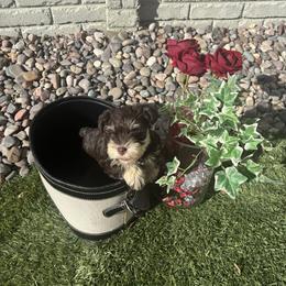 Duces (White) - Liver male Miniature Schnauzer puppy in Hemet, California from Feshia's Miniature Schnauzers
