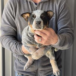 Eve - Male 2 - Blue male Australian Cattle Dog puppy in Jefferson, South Carolina from Blue Creek Farms