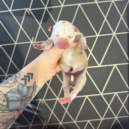 Honey bun - female Alapaha Blue Blood Bulldog puppy in Hudson, New Hampshire from WICKED Alapaha Kennel