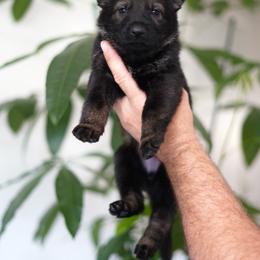 Cali - Sable female German Shepherd puppy in Coarsegold, California from Yosemite Shepherds