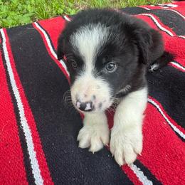 Yoda - Black and white male Border Collie puppy in Winnsboro, Texas from Pecan Grove Pups