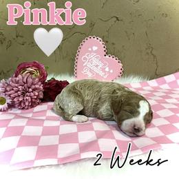 Pinkie - Red  female Goldendoodle puppy in Runaway Bay, Texas from Green Ranch Doodles