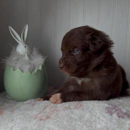 Tulip - Red & white female Australian Shepherd puppy in Windsor, New York from Double B Aussies