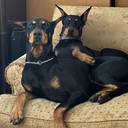 Doberman Pinscher Puppies from Ocean’s Breeze Doberman Pinschers