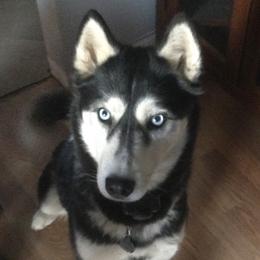 Anthem - Siberian Husky