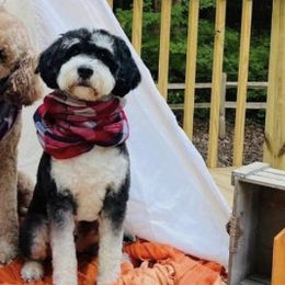 Iggy - Bernedoodle