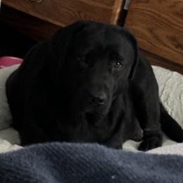 Indy - Labrador Retriever
