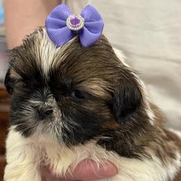 DAISY DREAM of the Empress - Gold and white female Shih Tzu puppy in Ellicott City, Maryland from Dr. Dmitriy Kurenbin PURE SHIH TZU Puppies