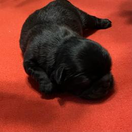 Puppy 2 - Black male Shih Tzu puppy in Kingsley, Michigan from Joseph's Shih Tzus
