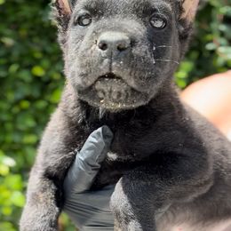 Female 4 - Black female Cane Corso puppy in California from Donato Kennels