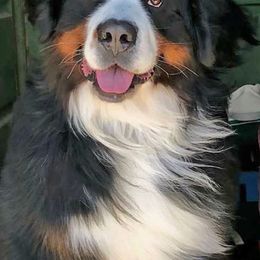 Bernese Mountain Dogs from Powder Keg Farm