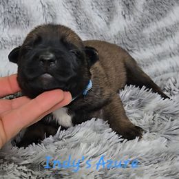 Indy's Azure - Mahogany female Belgian Malinois puppy in Berry, Alabama from North River k9