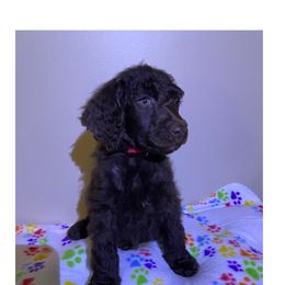 Aussiedoodle, Bernedoodle, and Poodle Puppies from Megan’s Spoiled Standards