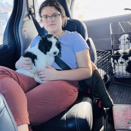 Sheepadoodle Puppies from Maplesierradoodles