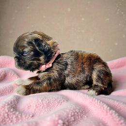 AKC-Rosie - Brindle and white female Shih Tzu puppy in Mooresville, North Carolina from Juji Shih Tzu