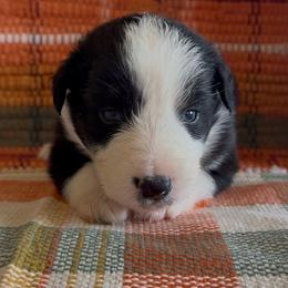 BINX - Black tri-color male Australian Shepherd puppy in Star City, Arkansas from Blush & Lace Aussie Co.
