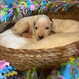 Cotton Candy- Purple- LUA - White and black male Dalmatian puppy in Claremore, Oklahoma from Lotsofdots Dalmatians