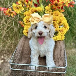 Cinderella - Buff and white female Cockapoo puppy in Rolla, Missouri from Diamond K