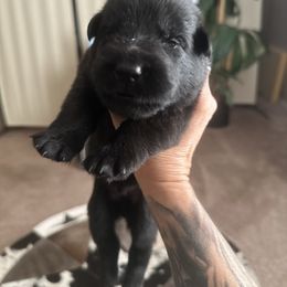 Boy 6 - Sable male German Shepherd puppy in Surprise, Arizona from Vom Wustefeuer German Shepherds
