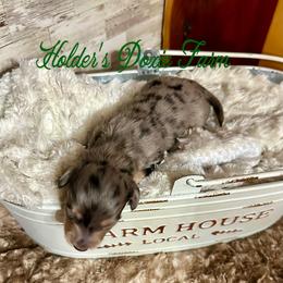 Atlas - Dapple male Dachshund puppy in Atwood, Oklahoma from Holder’s Doxie Farm