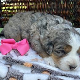 Pink collar. Blue merle - Blue merle female Bernedoodle puppy in Cody, Wyoming from Yellowstone Breeders