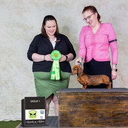 Dachshunds and Giant Schnauzers from Above Par Kennels