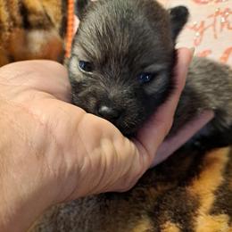 BLAZE 2 - Wolf sable male Pomeranian puppy in Lore City, Ohio from Tonia's Pomeranians