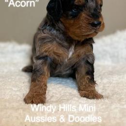 Aussiedoodle and Miniature Australian Shepherd Puppies from Windy Hills Mini Aussies & Doodles