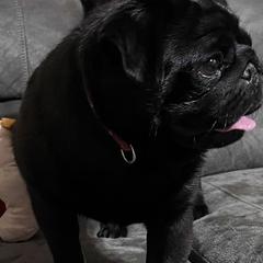 Pugs from Maria Martin