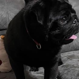 Pugs from Maria Martin